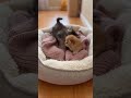 Two Tiny Kittens, One Tiny Cozy Spot