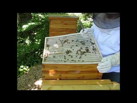 replacing bottom board in bee hive Replacing bottom board in bee hive