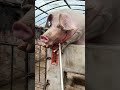 Farmer Handling a Pig Using a Wire Stick | Pig Farm Work