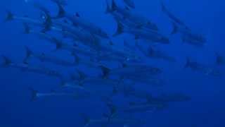 School of barracudas at Dedalus reef. 31-07-2013