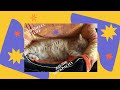 Remote work. Cat Gosha presents Удаленная работа. Кот Гоша представляет