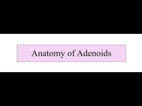 PPT - The Tonsils and Adenoids in Pediatric Patients PowerPoint  Presentation - ID:9514539