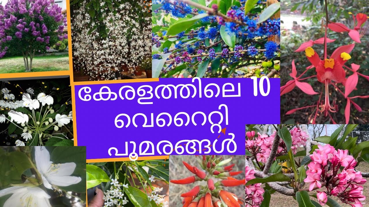 10 Top 10 Flowering Trees In Kerala 10 Top 10 Flowering Trees In Kerala