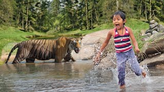 tiger attack man in the forest | tiger attack in jungle, royal bengal tiger attack by Crazy Life Entertainment 34,624 views 1 month ago 11 minutes, 46 seconds