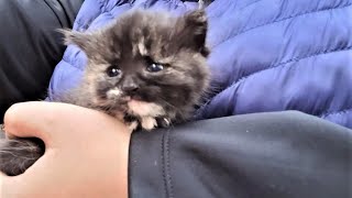 A kitten was shaken but calmed down in her human's arms