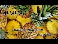 Правила хранения и выбора спелого ананаса