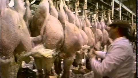 TURKEYS : salmonella