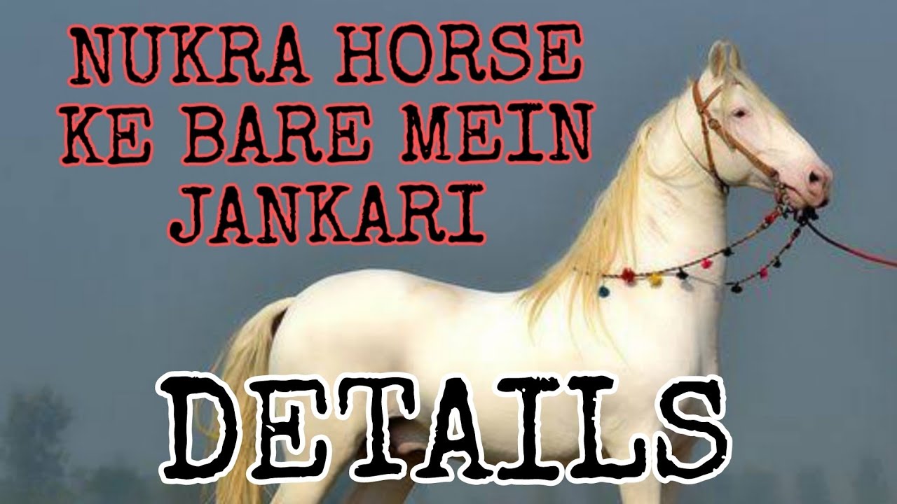 NUKRA HORSE KE BARE MEIN JANKARI NUKRA HORSE DETAILS YouTube nukra-horse-ke-bare-mein-jankari-nukra-horse-details-youtube