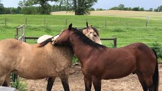 Horse and Pony groom each other