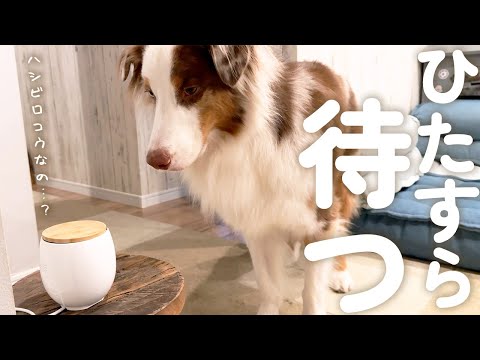 おやつの出るペットカメラ依存した犬がこちら…💦ひたすら待ち続けてます😂【ボーダーコリー・オーストラリアンシェパード】