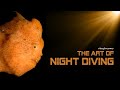 The art of night diving 4k  unique underwater behaviour of rare corals and creatures in the dark