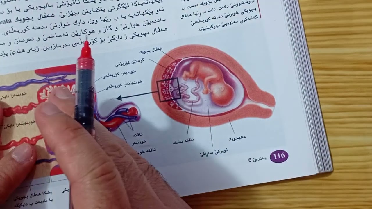 زیندەوەرزانی12 بادینی. پشکا(6-3) (Part 2) دووگیانی سێکا ئێکێ (م. عماد علي)