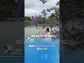 Mùa hoa phượng tím ở Đà Lạt #xlandtravel #xland #dulich #lamdong #baoloc #dalat #hoaphuongtim