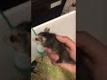 Found a baby possum !!