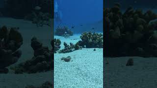 JBL Expedition South Seas 2023 Part 2 #shorts #meinjbl