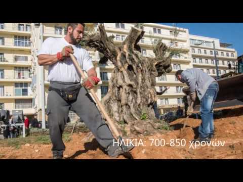 ΜΕΤΑΦΥΤΕΥΣΗ ΑΙΩΝΟΒΙΩΝ ΕΛΑΙΟΔΕΝΤΡΩΝ