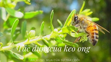 Keo ong là gì? Công dụng bất ngờ nhiều người chưa biết