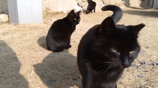 黒猫特集!って訳ではないのだが。。。