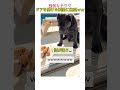 大型犬に喧嘩を売った小型犬の末路… #おすすめ #youtubeshorts #shorts