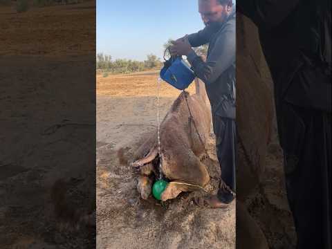 رجل يسكب الماء على البالون ليجعل الجمل يشعر بالراحة
