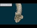 Columna vertebral generalidades
