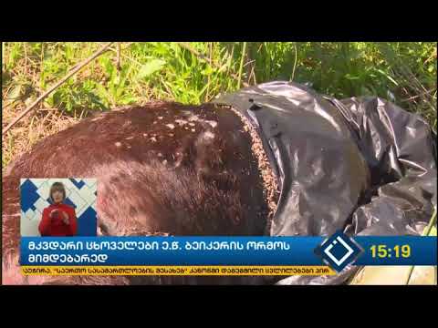 მკვდარი ცხოვრელები ბათუმის ნაგავსაყრელზე