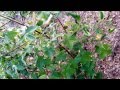 Video Image