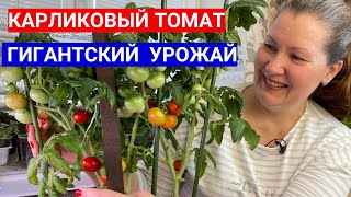 Посейте Карликовый Томат - Растет Без Грядки. Завалил Урожаем Даже В Горшке.