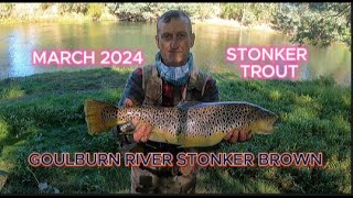 Goulburn River. March 2024. Stonker Brown Trout