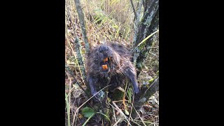 Ловим бобров на самодельную приваду Catching beavers on a homemade bait