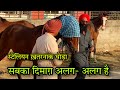 सबका दिमाग़ अलग- अलग है ! स्टेलियन ज़बरदस्त हॉर्स | Jagraon Horse Market | Jangraon Mandi 2022