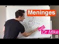 Meninges