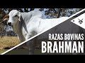 Brahman | Razas bovinas