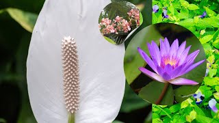 එනන අප මල බලම Mage Garden Eka After Rain Beautiful Flower Tour Sri Lanka