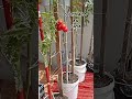 Manera fácil de cultivar plantas de tomate en botes de plástico # #shorts