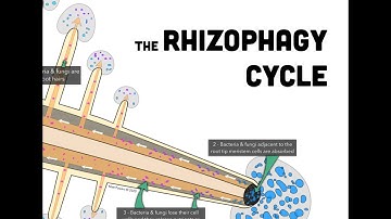 RHIZOPHAGY: What it is and Why it