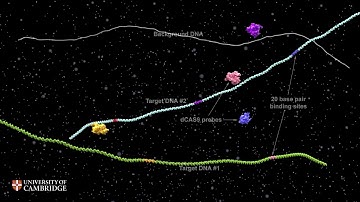 Multiplexed DNA identification using site specific dCAS9 Barcodes and nanopore sensing