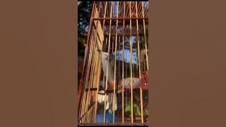 All New Burong Bang Mad Ayutthaya