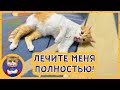 Продолжаем лечение спасённого котенка. Рыжик играет с оливкой и хочет тоже лечиться!