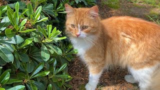 Cute and beautiful Cats living in the park. Yellow Cat's fur is very beautiful. 😍 by World of Sweet Cats 74 views 9 days ago 4 minutes, 34 seconds