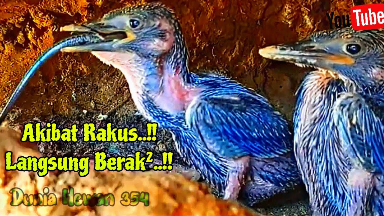 Anak Tengkek Rakus Makan Kadal Hingga Berak² - Kingfisher Too greedy to ...