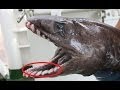rare prehistoric living fossil frilled shark