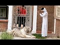 Animales exoticos/árabe loco