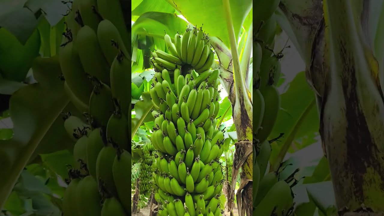New Video Post 9