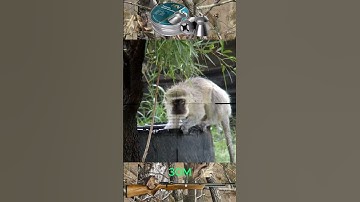 Monkey head shot with Nova Vista .22 air rifle #hunting #monkey #headshot