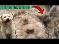 So Much Flea Poop Major Transformation Rescue Dog Gets New Life