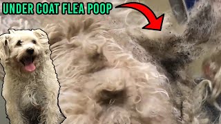 So Much Flea Poop Major Transformation Rescue Dog Gets New Life