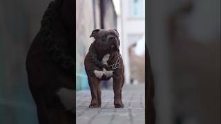 Dog evolution #shorts #shepherd  #pitbull #husky #viral #shortsfeed