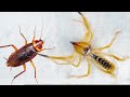 沙漠避日蛛遇到大蟑螂！Camel spider vs cockroach