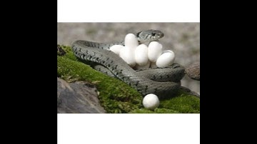 5 INTERESTING FACTS ABOUT SNAKE || #shorts || #allinone